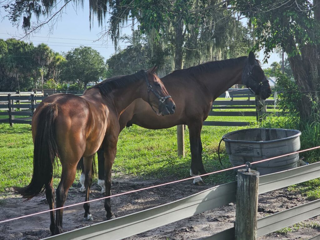 Happy horses at Darly Oaks Equestrian horse boarding farm in Palm City, FL.