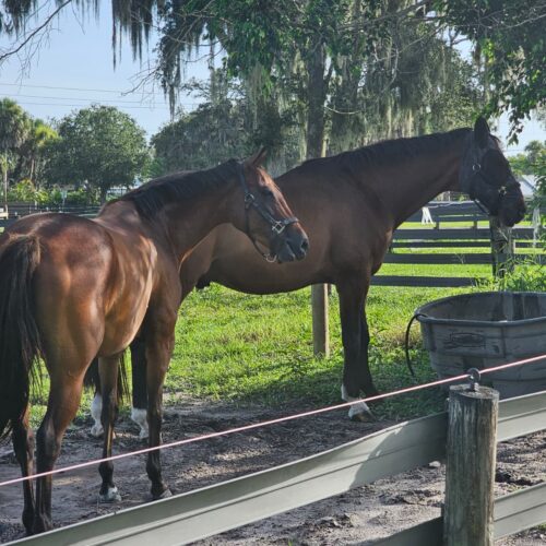 Happy horses at Darly Oaks Equestrian horse boarding farm in Palm City, FL.