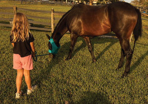 Spacious pastures for your horse at Darly Oaks Equestrian horse boarding barn, serving the Treasure Coast of Florida.