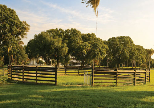 Horse round pen at Darly Oaks Equestrian horse boarding barn near Stuart, FL.